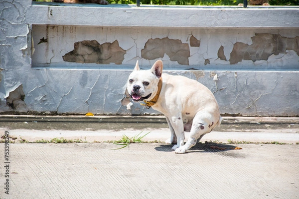 Obraz A cream-color French bulldog is pooping in the park. Defecating dog