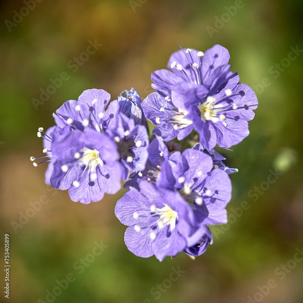 Obraz Flowers in Spring
