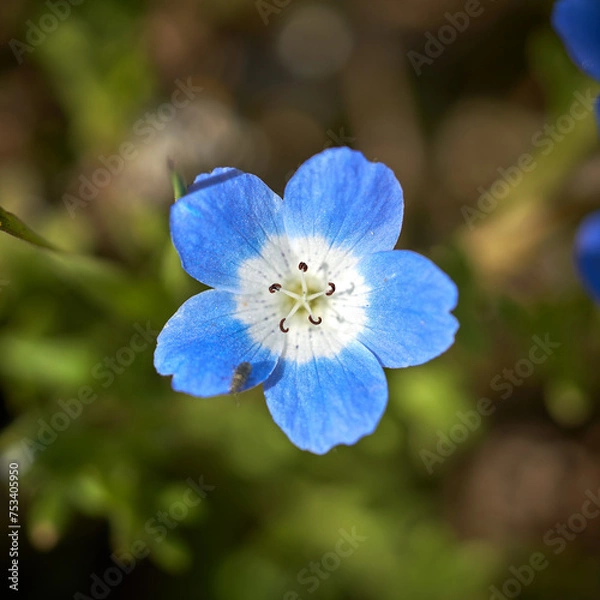 Fototapeta Flower in Spring