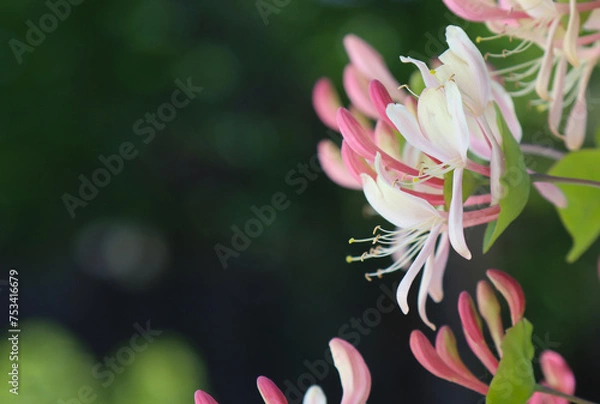 Fototapeta Climbing shrub, type species of the genus Honeysuckle, family Honeysuckle.