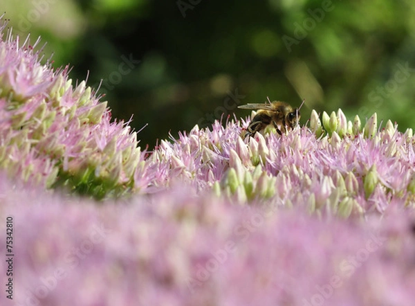 Obraz  bee foraging on Hylotelephium spectabile