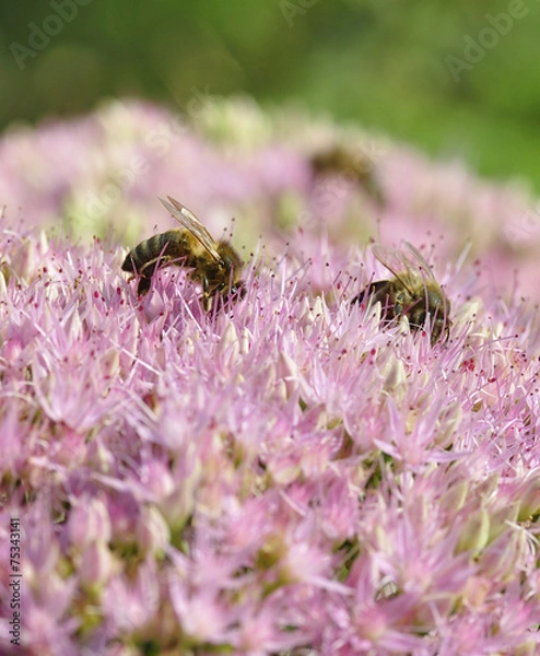 Obraz  bee foraging on Hylotelephium spectabile