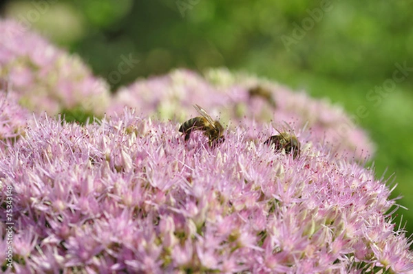 Obraz  bee foraging on Hylotelephium spectabile