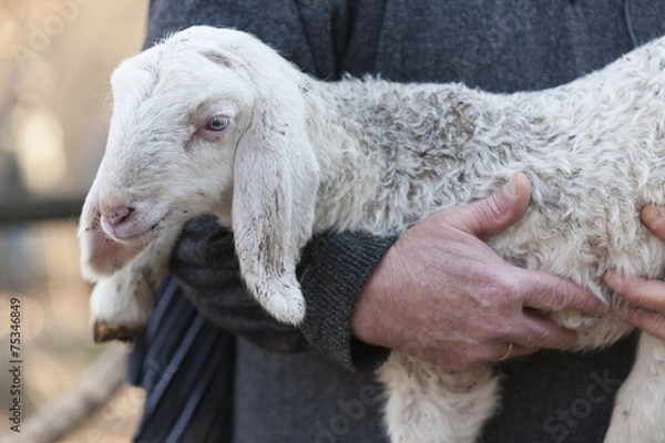 Fototapeta Baranek z Shepherdem