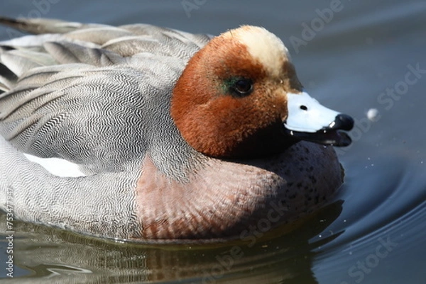 Fototapeta ヒドリガモ