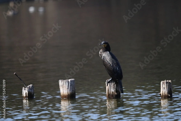 Fototapeta カワウ