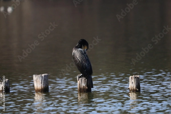 Fototapeta カワウ