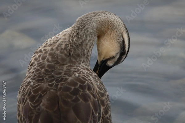 Fototapeta カルガモ