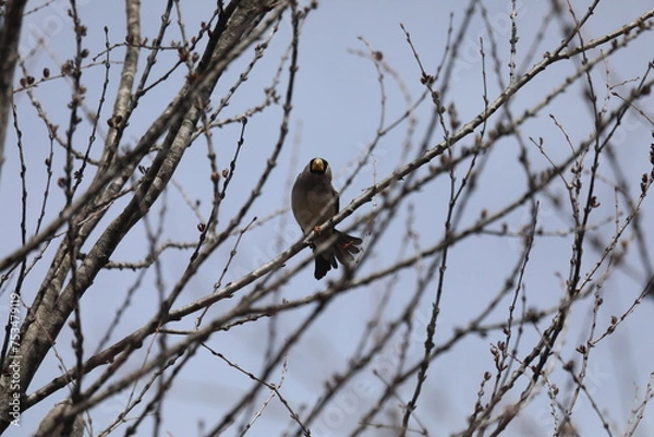 Fototapeta イカル