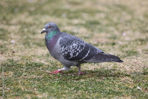 Fototapeta カワラバト