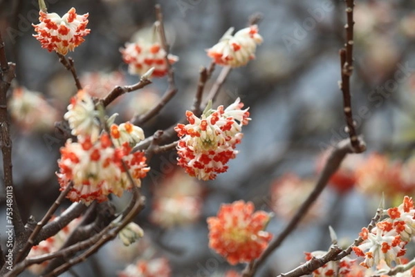 Fototapeta ミツマタ