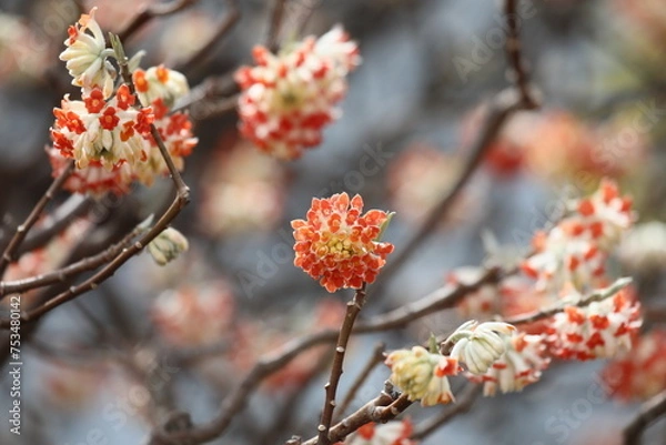 Fototapeta ミツマタ