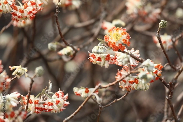 Fototapeta ミツマタ