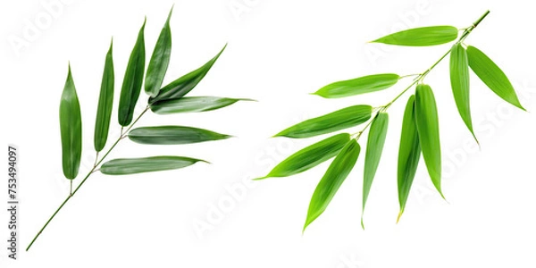 Obraz Natural of Tropical green leaves of leaf isolated on background, varies different of plant botanical.