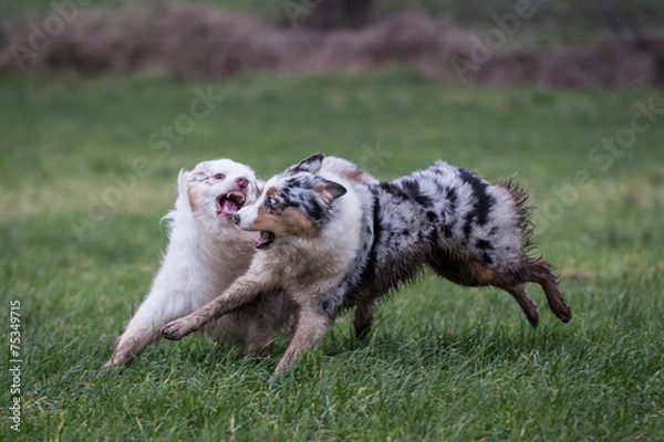 Obraz Australian Shepherd Dog