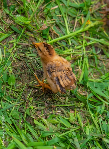 Obraz little chickens are walking on the grass.animals.chicken.