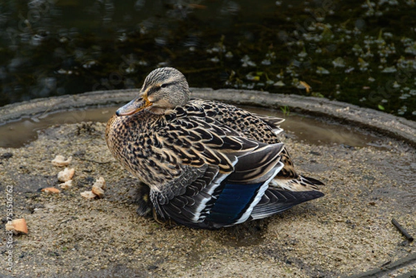 Obraz Canne  qui couve