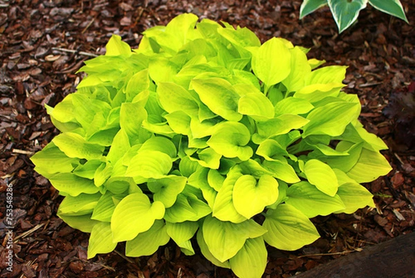 Fototapeta Hosta (funkia) bylina o ozdobnych liściach, odmiana Golden Scepter