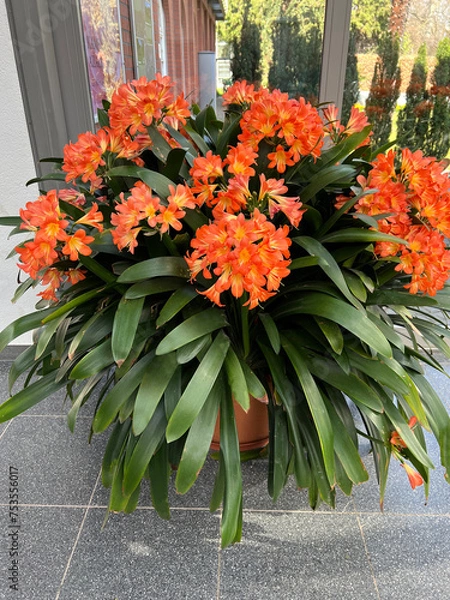 Obraz Clivia miniata