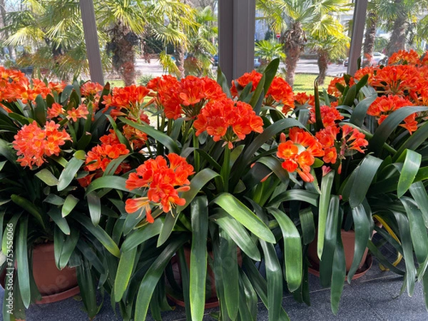 Obraz Clivia miniata