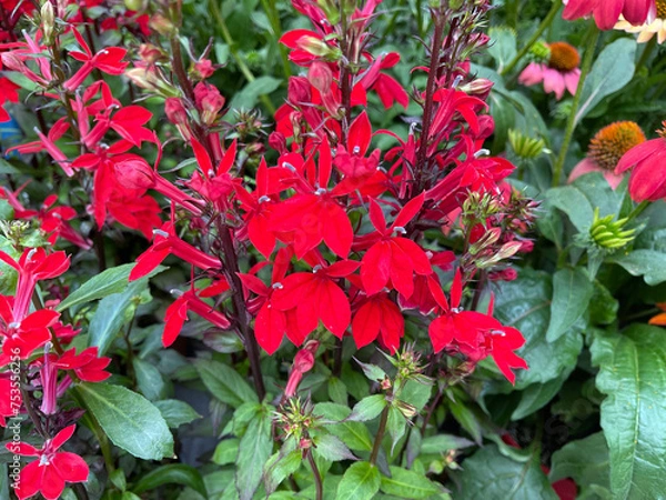 Obraz Lobelia, cardinalis