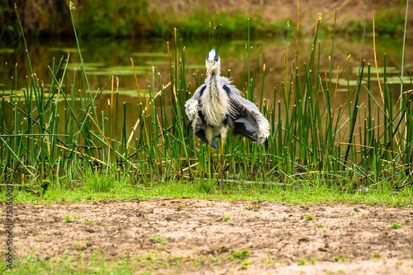 Fototapeta Grey heron, Ardea cinerea, fluffing up it's feather to dry with one wing tucked under., in front of green reed and blurred foreground. Kruger National Park, South Africa