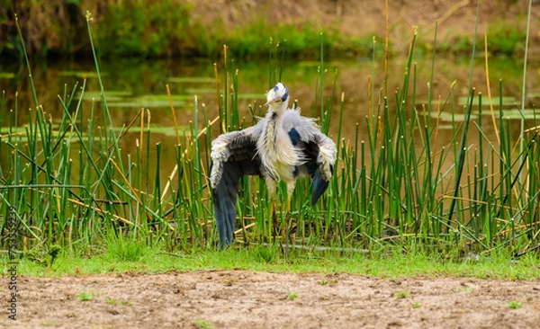 Fototapeta Grey heron, Ardea cinerea, fluffing up it's feather to dry with one wing stretched out.. Standing in front of green reed and blurred foreground. Kruger National Park, South Africa