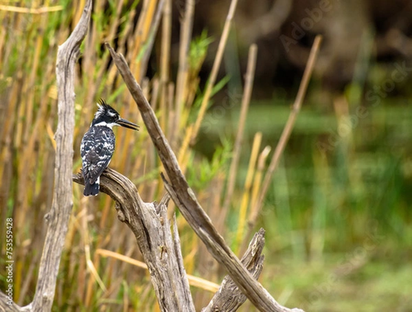 Fototapeta Pied Kingfisher or Ceryle rudis, sitting on branch, with beak open and looking right. Kruger National Park, South Africa