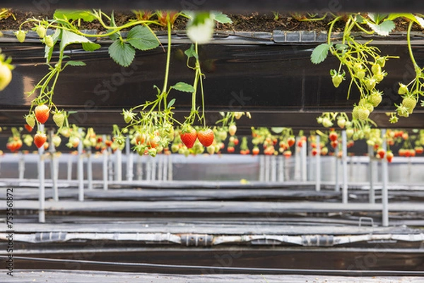 Obraz 딸기하우스