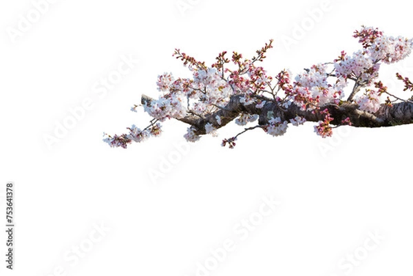 Obraz Cherry blossoms in full bloom with transparent background.