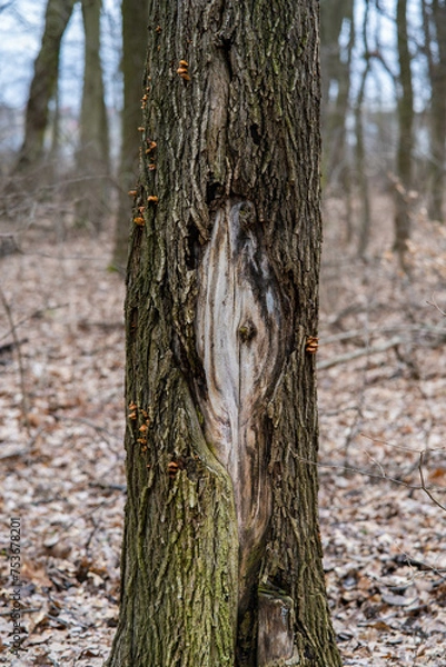 Obraz trees in the forest