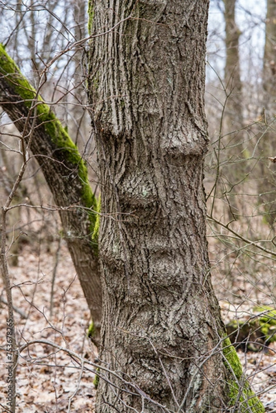 Fototapeta trees in the forest