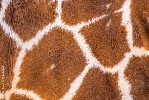 Obraz キリンの毛皮の模様