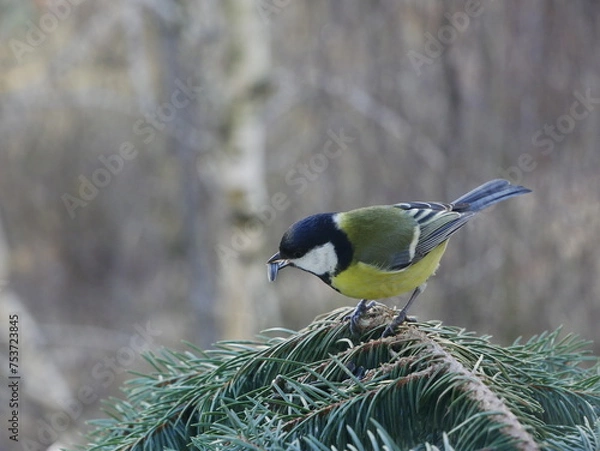 Fototapeta A tit with a sunflower seed in its beak.