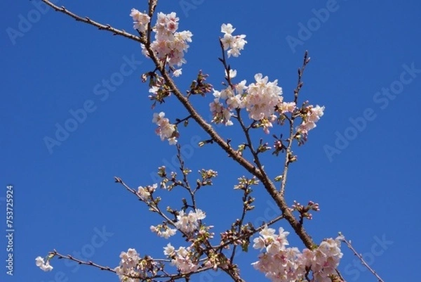 Fototapeta 鎌倉市岩瀬　砂押川プロムナードの春
玉縄桜　河津桜　マーガレット