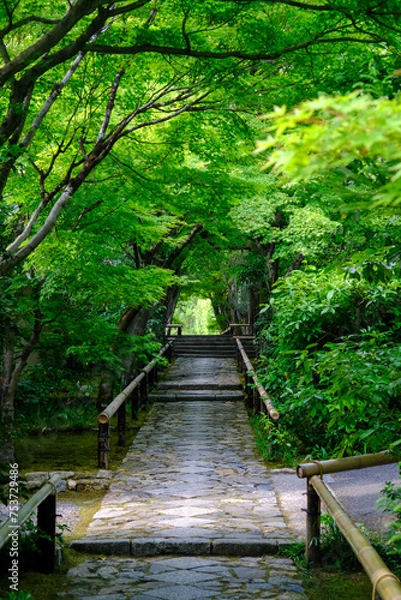 Fototapeta 京都鷹峯光悦寺の参道の風景