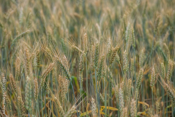 Fototapeta Green unripe ears of wheat on a blurred background