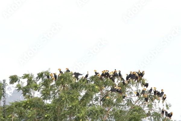 Obraz Plain-pouched Hornbill