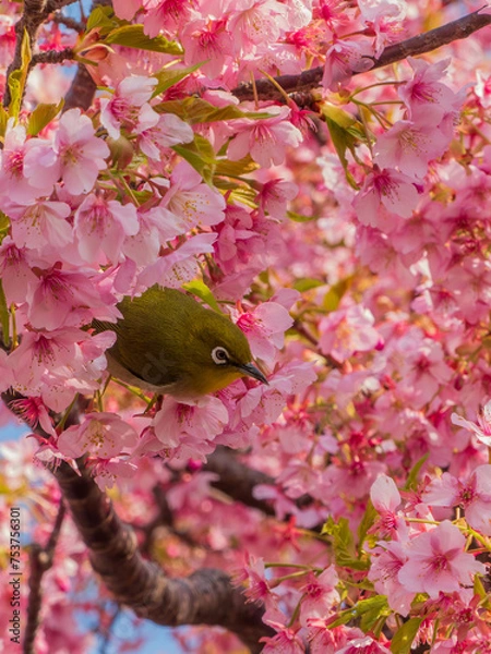 Obraz サクジロー④