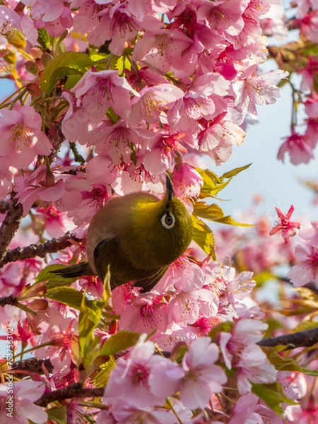 Obraz サクジロー⑤