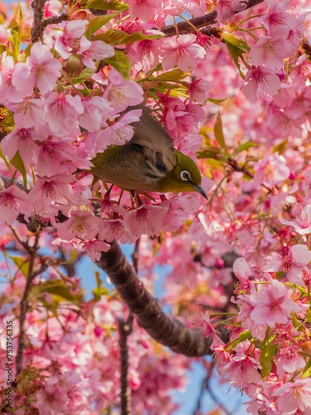 Obraz サクジロー①