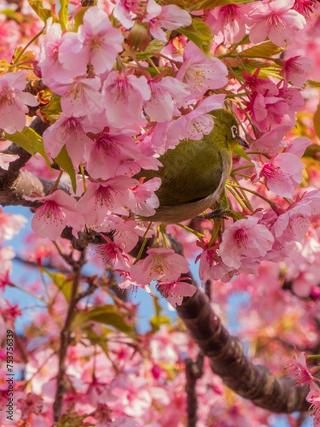 Obraz サクジロー③