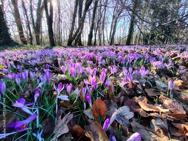 Fototapeta crocuses in the spring
