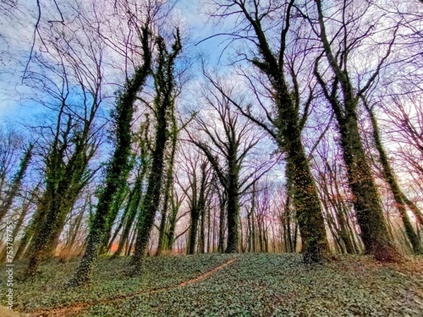 Fototapeta crocuses in the spring