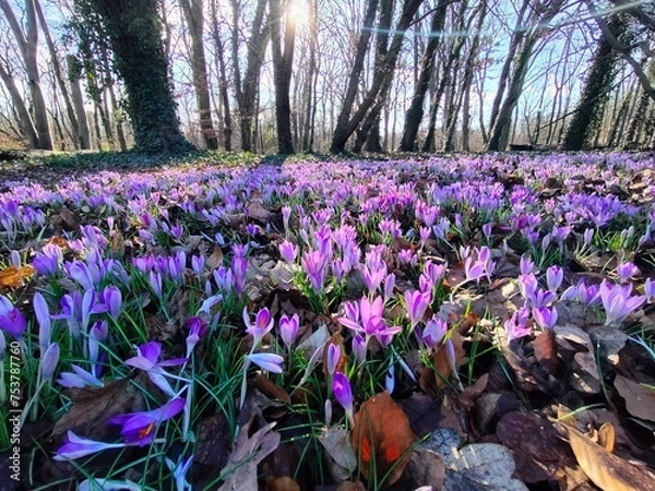 Fototapeta crocuses in the spring