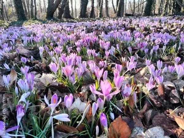 Fototapeta crocuses in the spring