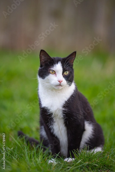 Fototapeta Czarno biały kot
