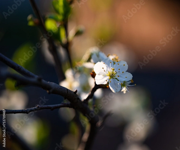 Fototapeta Kwiat jabłoni