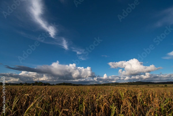 Fototapeta Pole kukurydzy