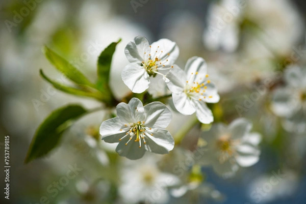 Fototapeta Kwiaty jabłoni
